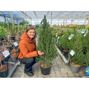  Smrek biely (Picea glauca) ´CONICA´ – výška 80-100 cm, kont. C10L